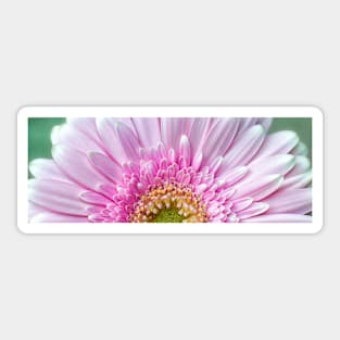 Pink Chrysanthemum Sticker